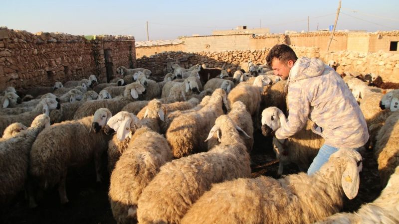 "Suruç Koyunu"nun tescillenmesi için çalışma başlatıldı