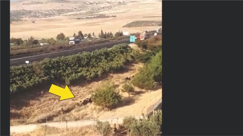 Afganlı göçmenlerin kaçak yollardan ülkemize girişi sürüyor