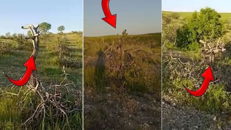 Urfa’da kırsal bölgede fıstık ağacı katliamı!