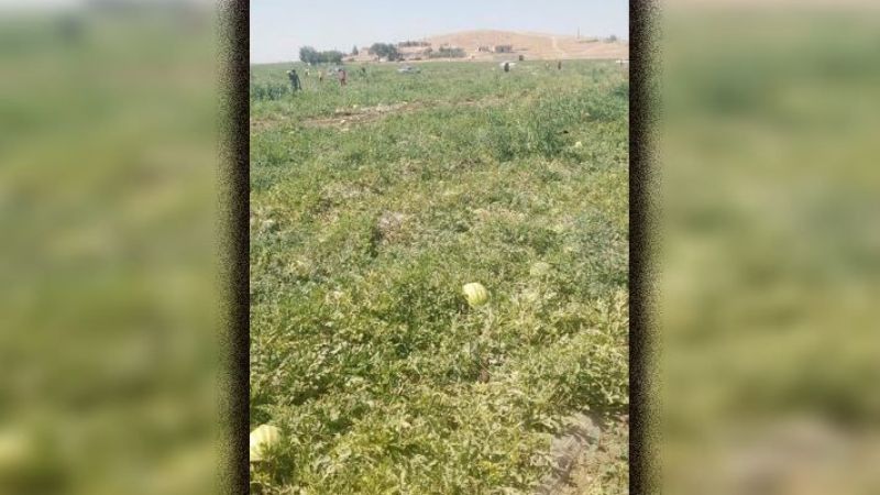 Karpuz çiftçisi mağdur oldu