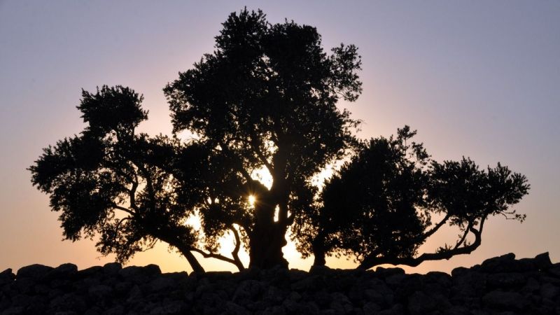 Ağaçların Göbeklitepesi 2 bin yıldır zamana meydan okuyor