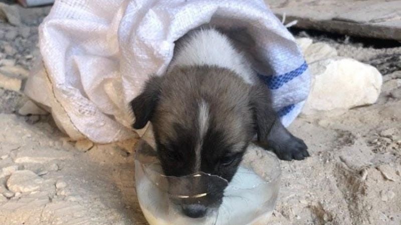 Kuyuya düşen yavru köpeği itfaiye ekipleri kurtardı