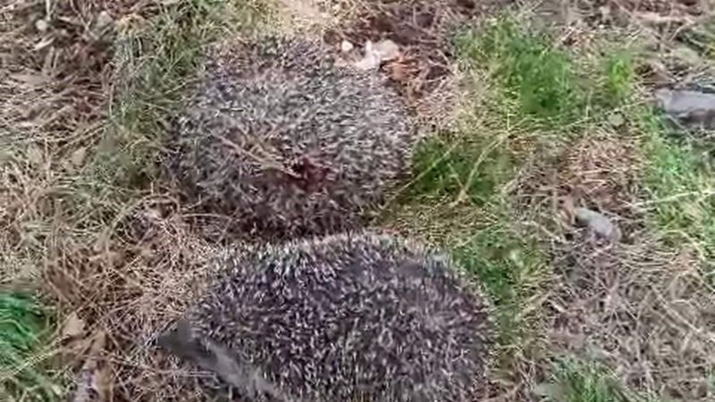 Yavru kirpiler vatandaşlar tarafından kurtarıldı
