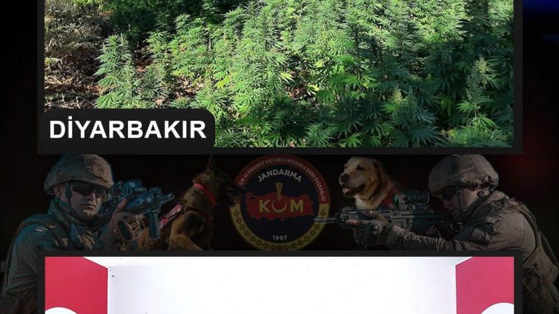 Milyonlarca kök kenevir, kilolarca kubar esrar ele geçirildi
