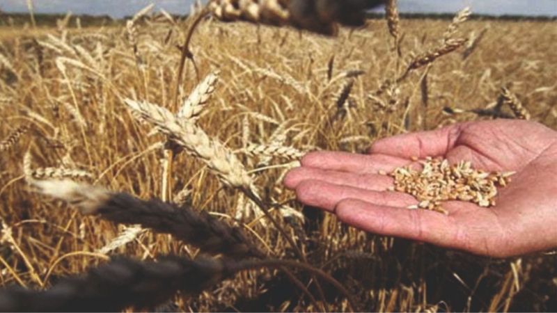 Çiftçi, buğday ve arpa alım fiyatını nasıl karşıladı?