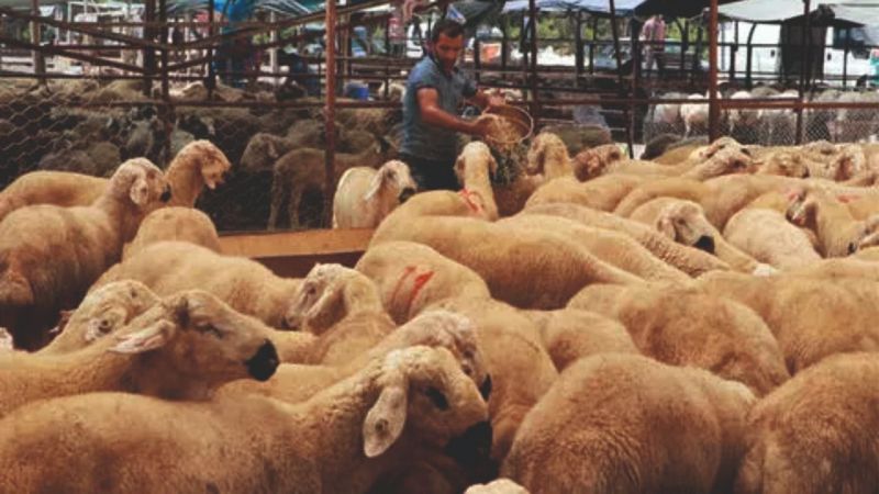 İşte güncel kurbanlık fiyatları