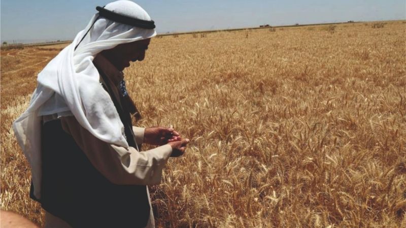Urfa çiftçisinin hevesi kursağında kaldı