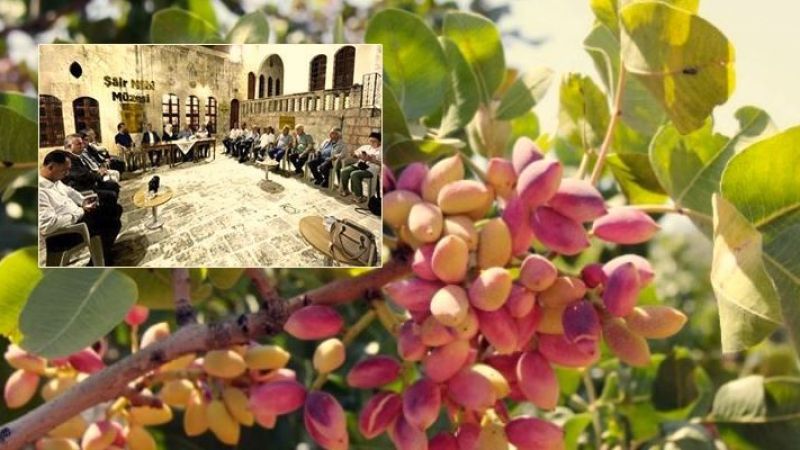 Rastgeldi: Urfa’ya acil bir fıstık enstitüsü kurulmalı
