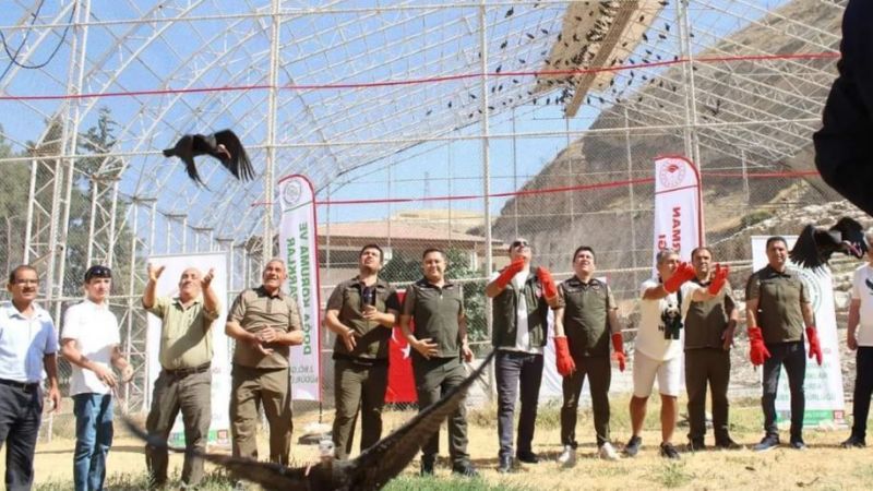 Kelaynakların göç yolculuğu başladı