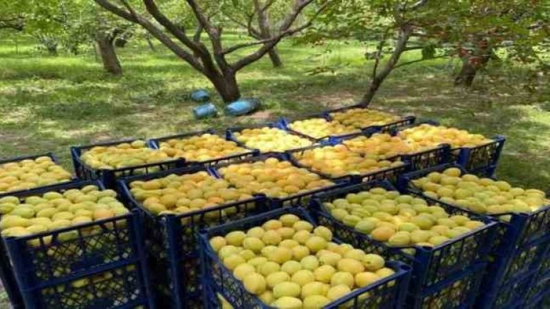 Kağızman kayısısı pazarlarda yerini aldı