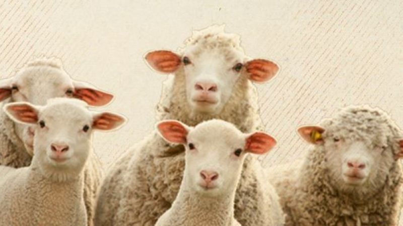 Kurban bedelli belli oldu