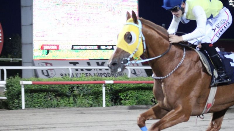 Şutso koşusu'nu bu yıl da gold fıst kazandı