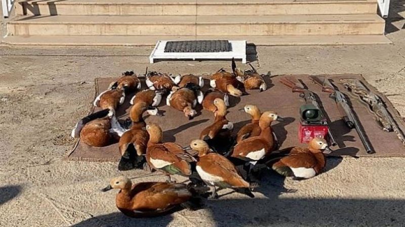 Siverek'te kaçak avcılara geçit yok!