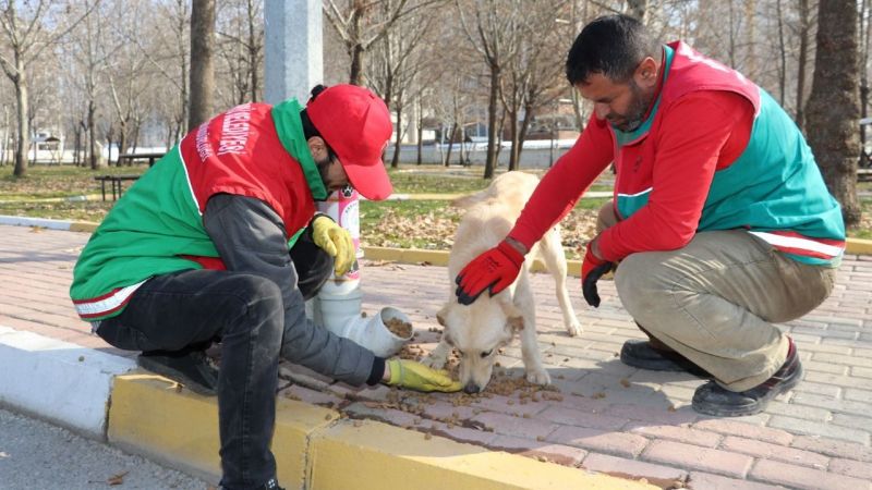 Karaköprü'de sokaktaki canlar aç kalmıyor