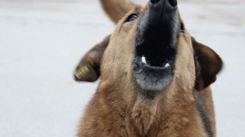 Urfa'da köpek 3 çocuğa saldırdı