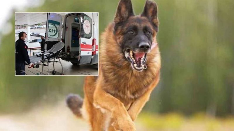 Üniversite öğrencisine başıboş köpekler saldırdı