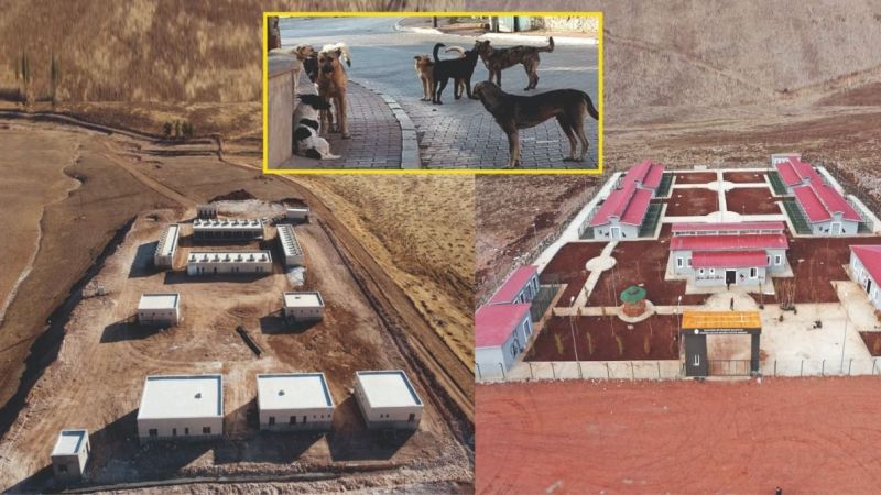 Büyükşehir 'Sahipsiz hayvanlar' için gün sayıyor