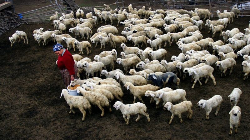 Urfa'da çalınan hayvanlar bulundu