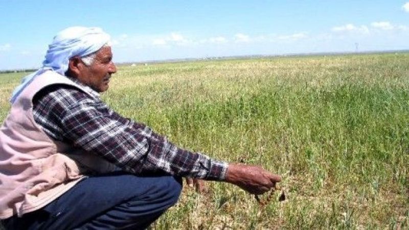 Urfa çiftçisinin endişesi büyüyor