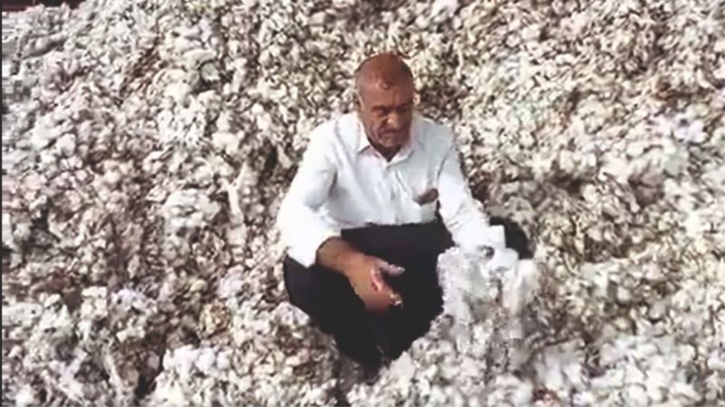 "Çiftçi bundan sonra pamuk ekmeyecek"