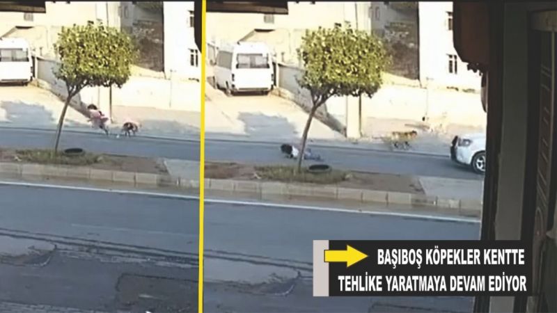 Başı boş köpekler tehlike saçıyor
