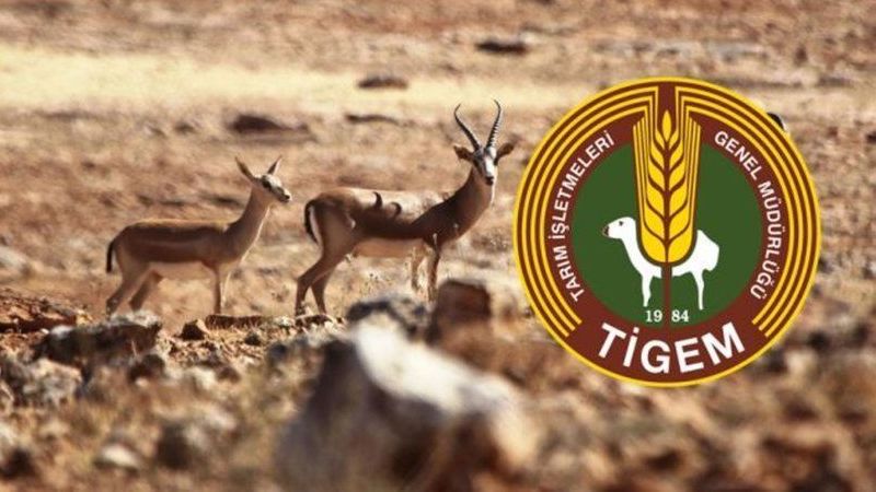 TİGEM 50 sözleşmeli teknik personel alacak