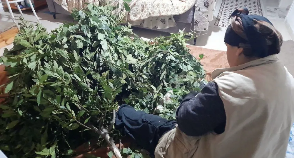 Toplanan defne yaprakları yoğun ilgi görüyor