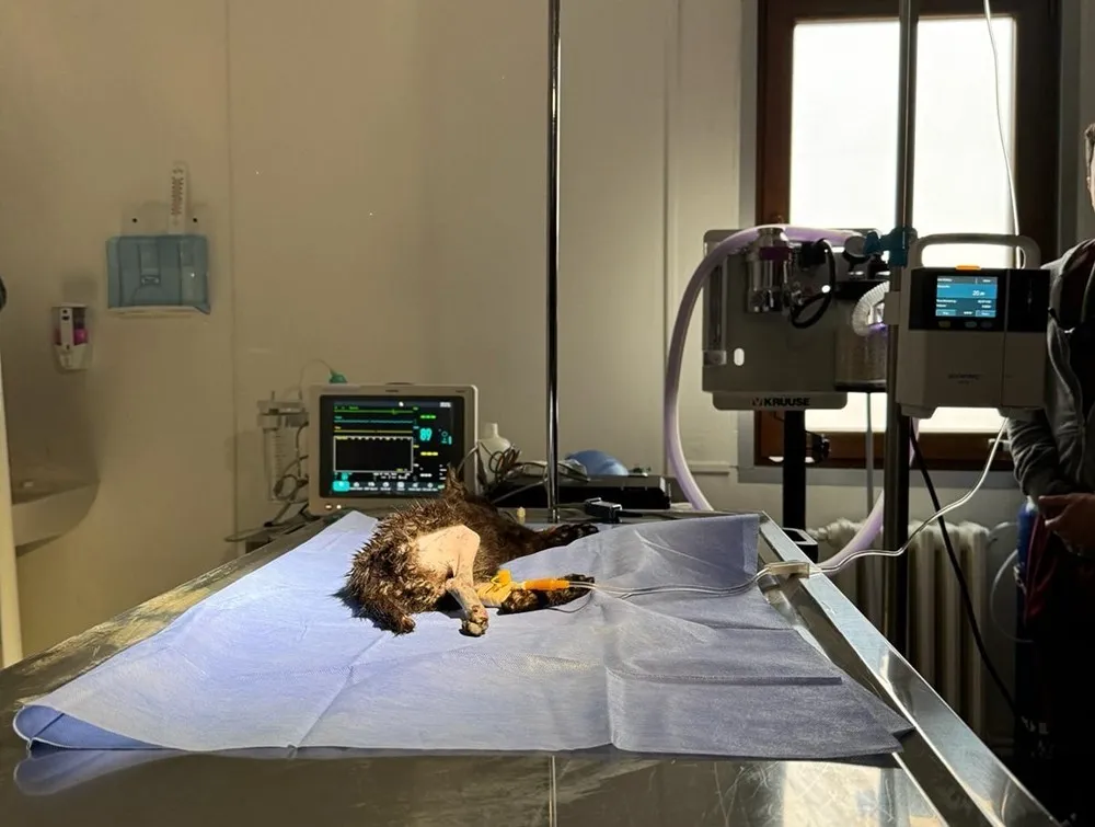 2 aylık kedi başarılı operasyonla hayata tutundu