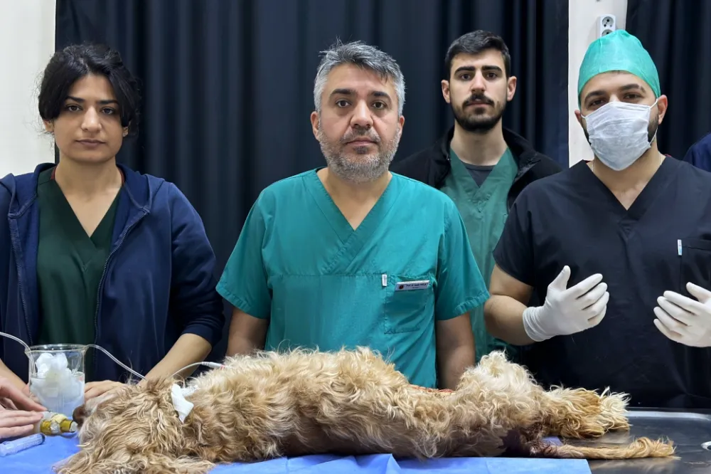 8 santimlik taş insandan değil, 10 yaşındaki ‘Fındık’ isimli köpekten çıktı