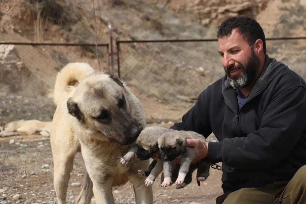 Sokak köpeklerinde kurt özellikleri görülmeye başladı