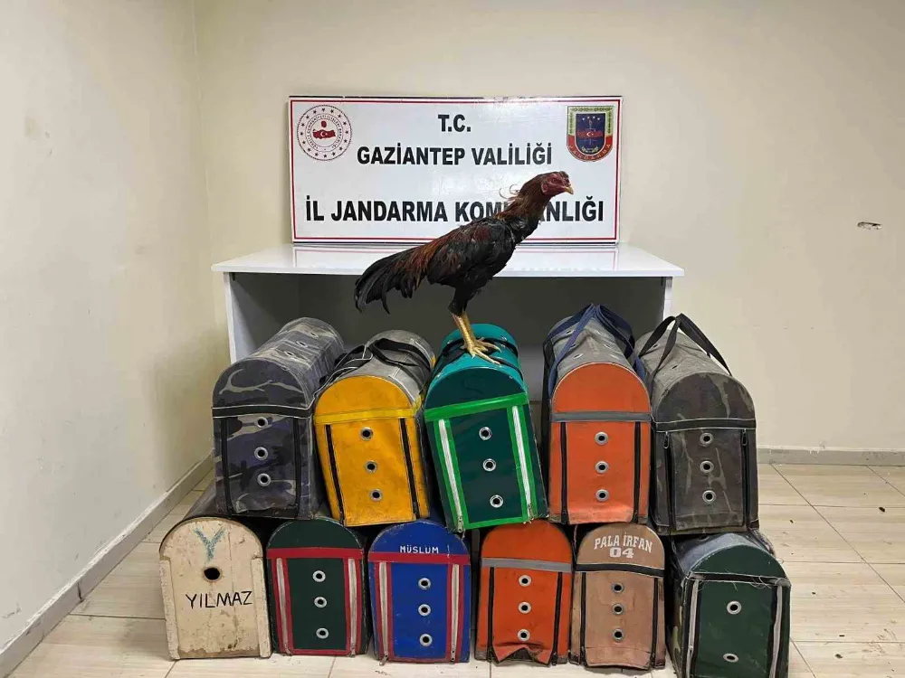Horoz dövüştüren 26 şahıs suçüstü yakalandı