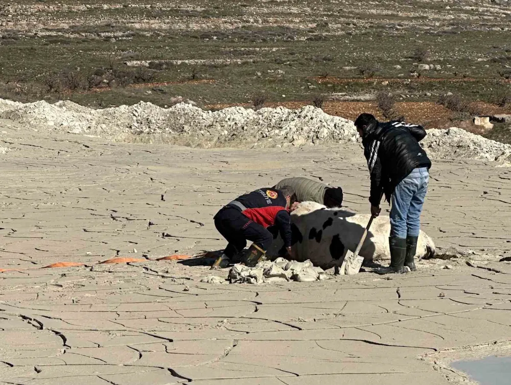 Bataklığa saplanan ineği itfaiye kurtardı