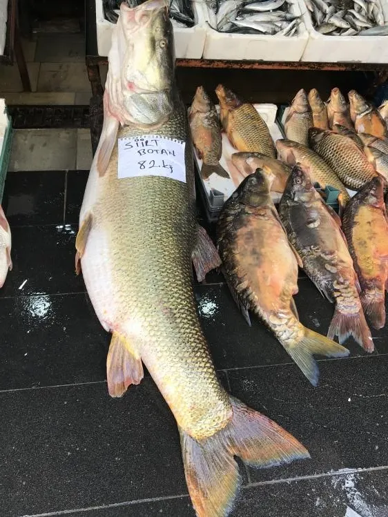 82 kilo, 175 santim uzunluğunda turna balığı ilgi odağı oldu