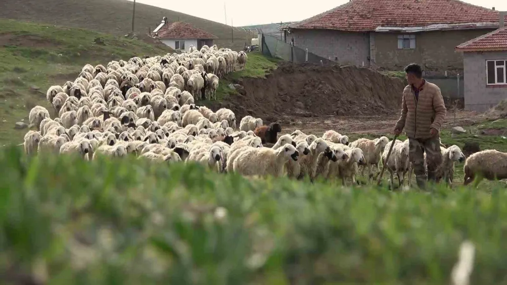 Öğretmenliği bıraktı, köyüne dönüp koyun yetiştiriciliğine başladı