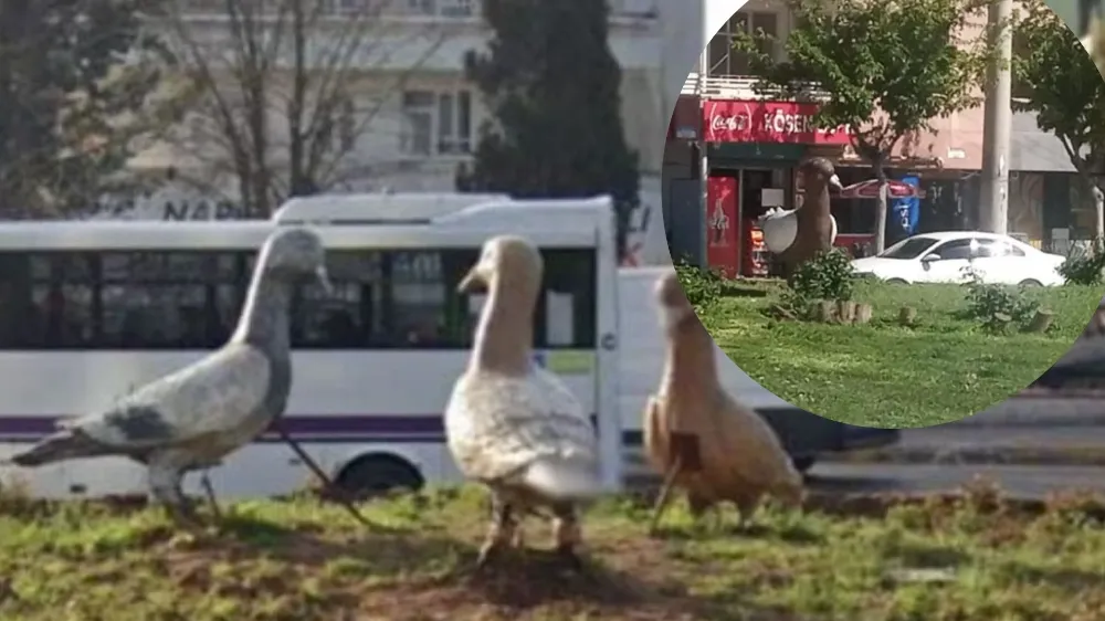 Kim uçurdu güvercinlerimizi?