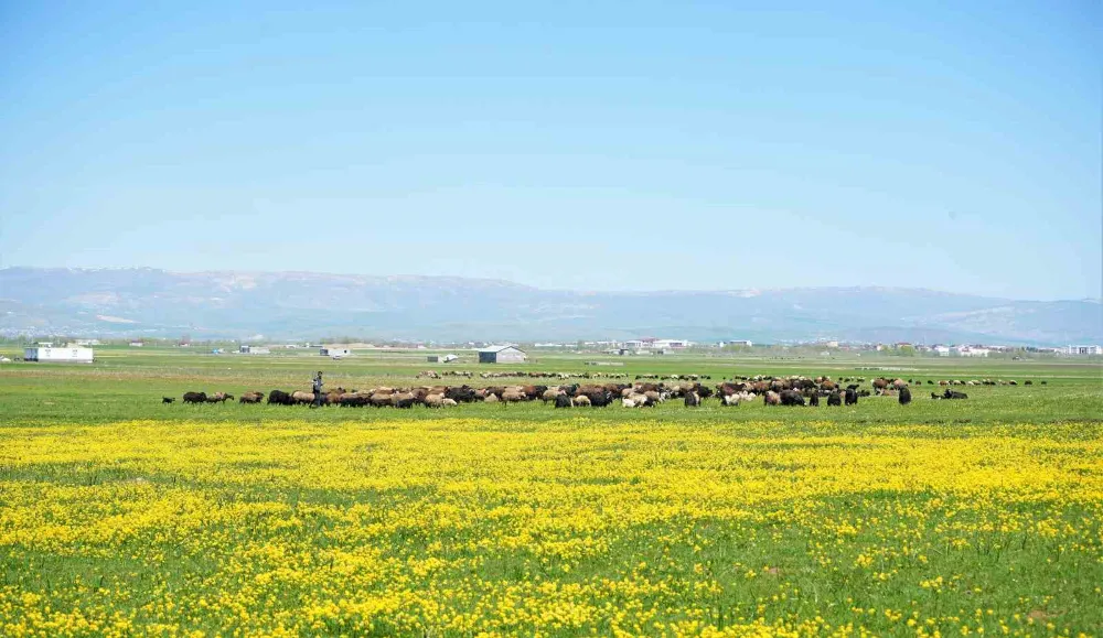 40 bin TL’ye çoban bulunamıyor