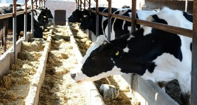 Toplanan inek sütü miktarı yıllık 13,1 arttı