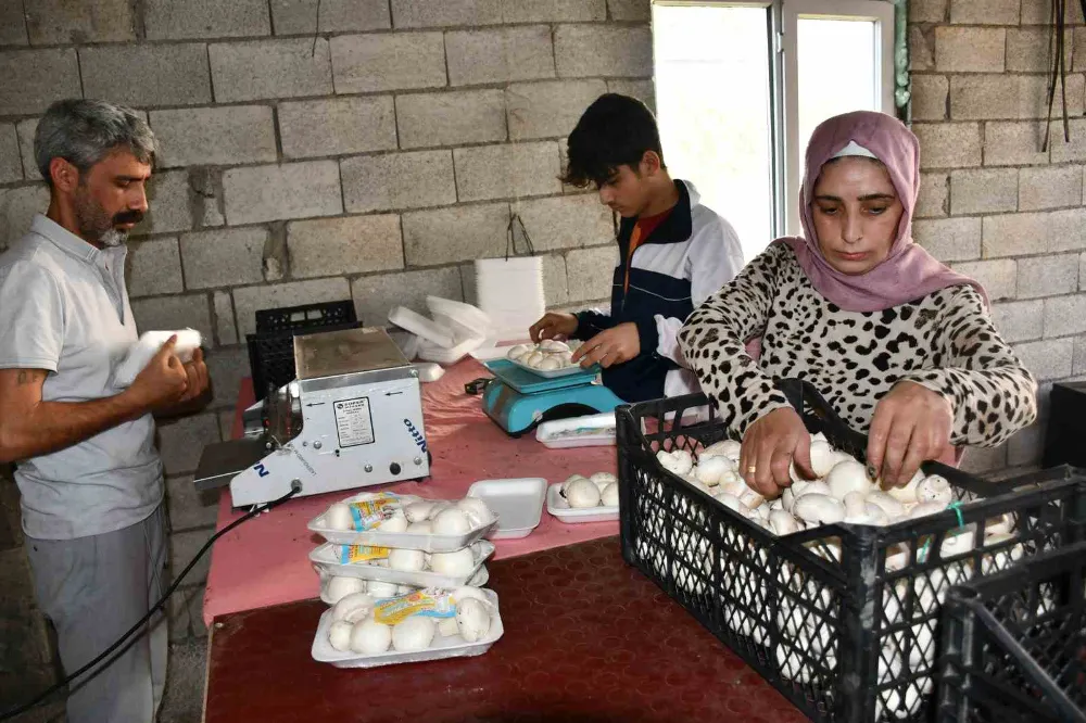 Urfalı kadın girişimci evinin önünde kurduğu serada mantar yetiştiriyor