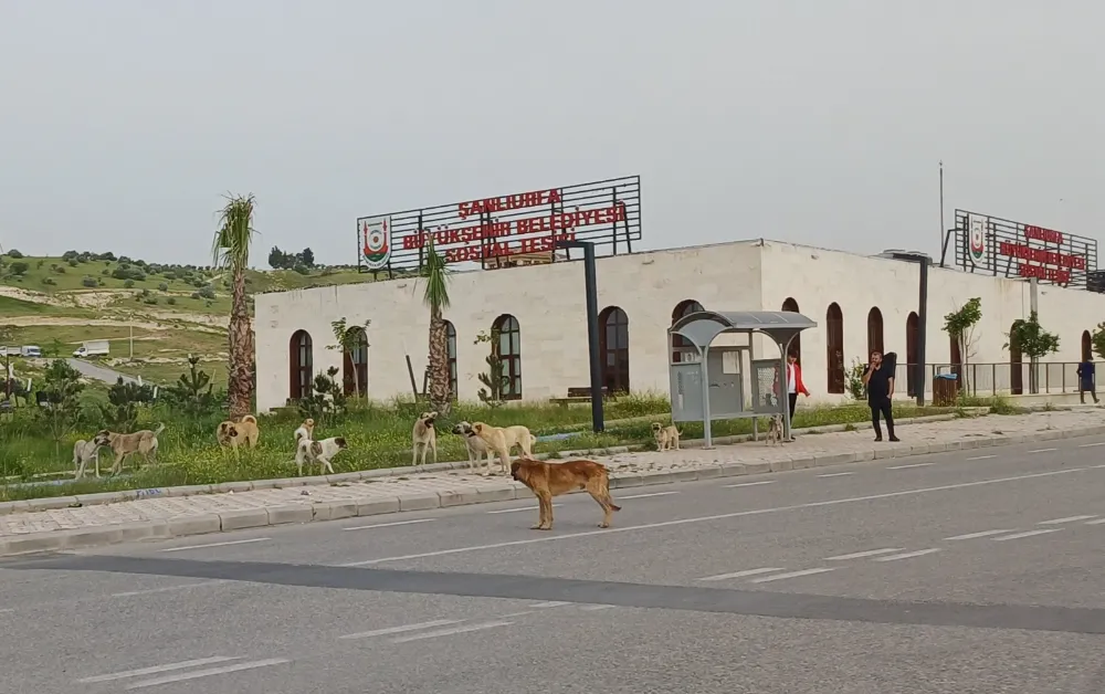 Başıboş köpekler ne olacak?
