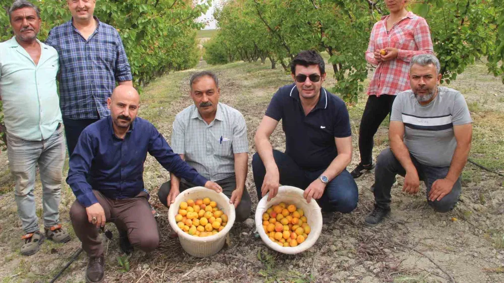 Açık alanda kayısı hasadı başladı
