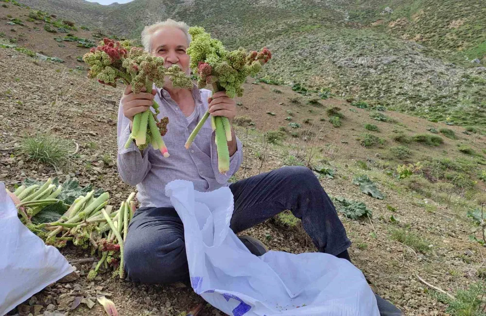 Işkın toplamak için Türk Dağına tırmandılar