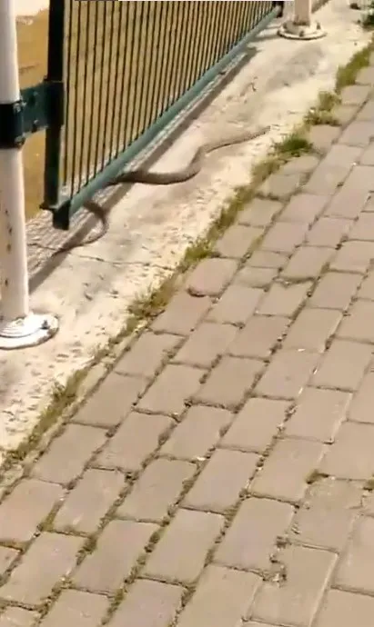 Havalar ısındı, yılanlar ortaya çıktı