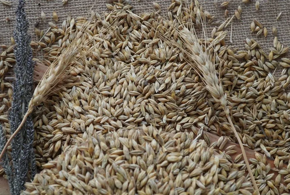 Yılın ilk arpa hasadı yapıldı