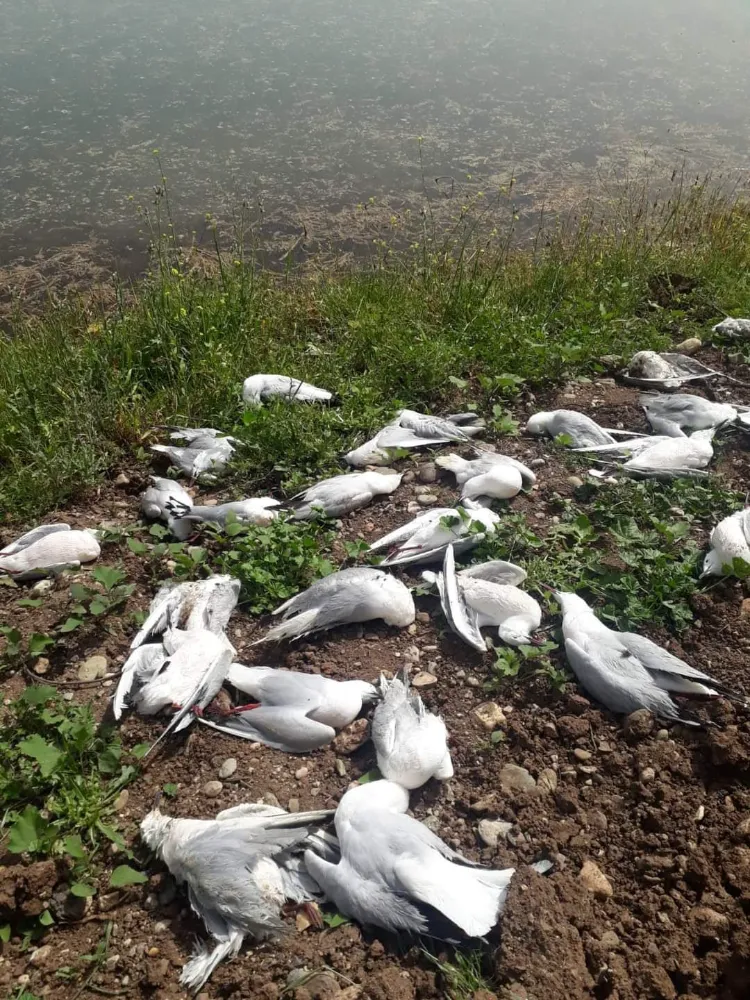 Urfa’da şüpheli martı ölümleri