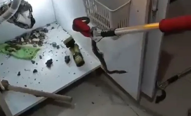 Bu yılan mutfaktan çıkartıldı