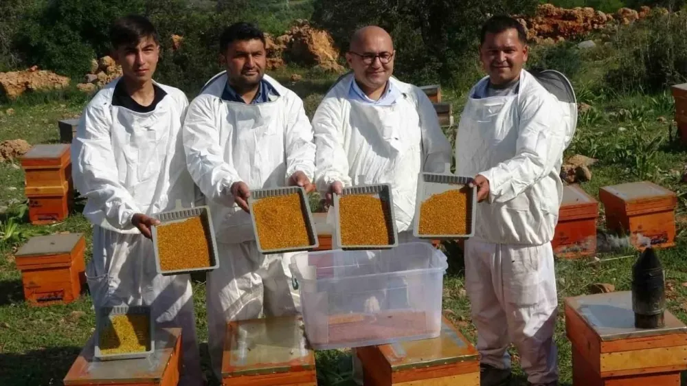 Kilosu bin TL: Sağlık açısında altın değerindeki polende hasat başladı