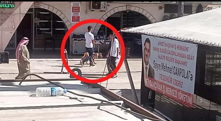 Başıboş köpekler tehlike saçmaya devam ediyor