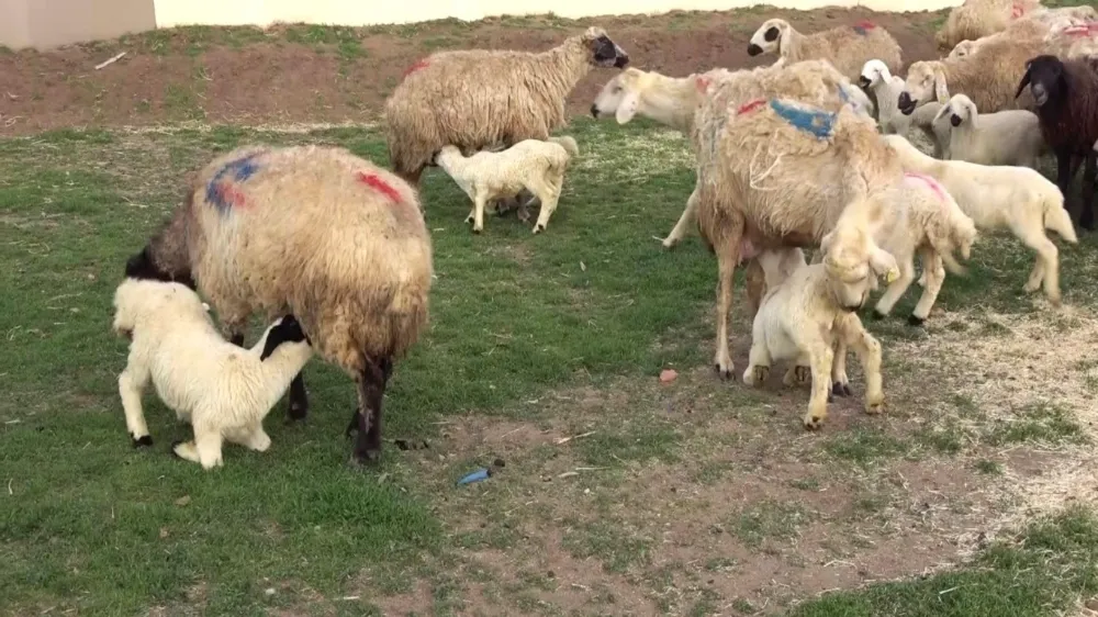 Yürekleri ısıtan görüntü, kuzular annelerine böyle koştu