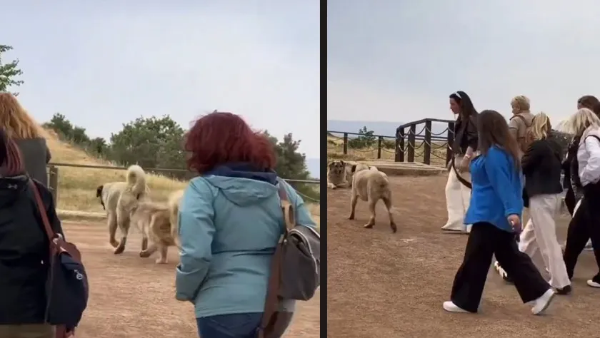 Göbeklitepe'de başıboş köpekler tehlike oluşturuyor