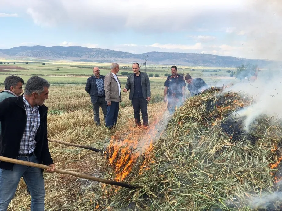 Geleneksel yöntemlerle yapılan firik hasadı başladı
